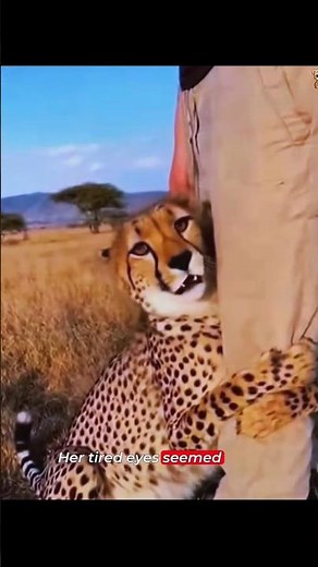The Mother Cheetah Trusted a Human With Her Baby... Then Disappeared Forever 😢🐆