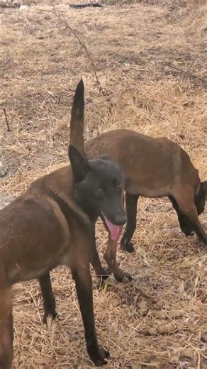 #germanshepherd #live #animals #puppy #motivation #viral #malinois #shortvideo