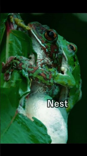 Gliding FROGS EXPLOSIVE Foam #wildlife #special #animals #amphibia