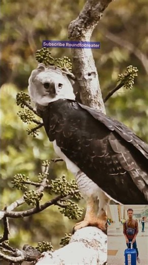 Bigger claws than a bear? You'll be terrified by the strength of a Harpy Eagle! #wildlifehindi #n...