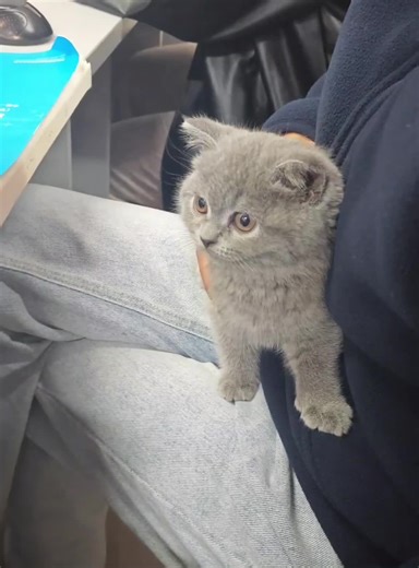 When cats interrupt classes, everyone gets distracted #cat #fyp #funnycat #catoftiktok #funnyvideo #happy