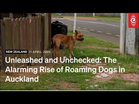 Unleashed and Unchecked: The Alarming Rise of Roaming Dogs in Auckland | RNZ