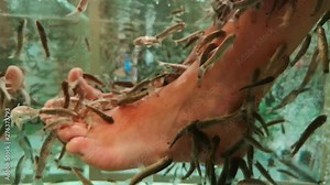 Fish in an aquarium clean the skin on the feet of a person Stock Video