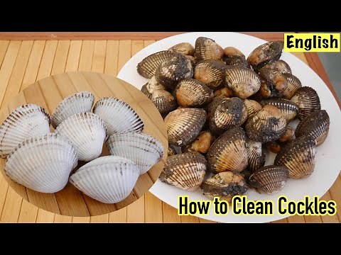 How to clean cockles | How to Wash Cockles | Blood clams