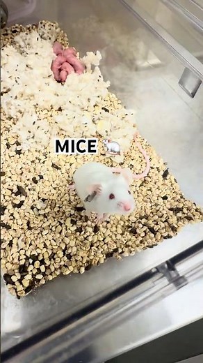 Mice in My Biomedical Research 🔬