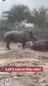 1.5M views · 15K reactions | Rainy day fun with our Rhinos 憐 憐憐憐 (Video credit: Keeper Emily) | Wildlife World Zoo | Facebook