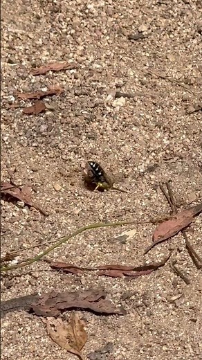 Blue-banded Bee (Amegilla cingulata) digging a nest. #nature