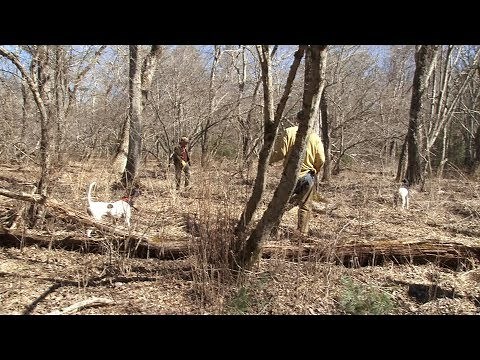 Southern New England Woodcock Championship