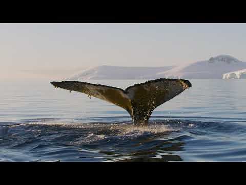 Antarctica: Life Emerging