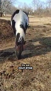 😂 Cheval qui rigole ? (Flehmen) Pourquoi ton cheval lève la lèvre comme s’il rigolait ? Spoiler : il se moque pas de toi. 😄 | Nico Veto Chevaux