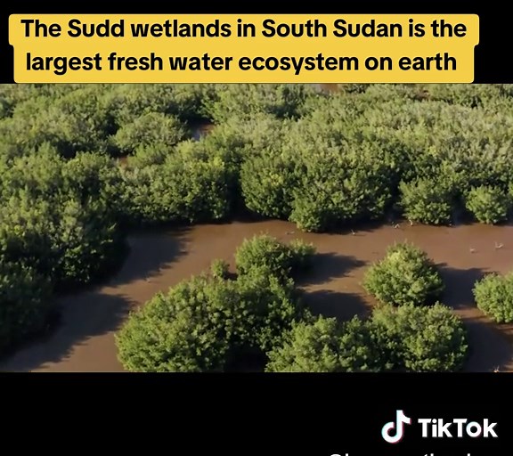 The Sudd wetlands in South Sudan is the largest fresh water ecosystem on earth #wildlife #africanculture #southsudanesebeauty #southsudantiktokers #southsudantiktokers🇸🇸 #southsudanese #southsudan #wetlands