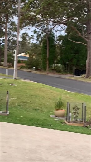 Flock of kangaroos 😅😂🤣 #WildLife Kangaroos #Australia #AustralianWildLife #sanctuarypoint #GrowingUpInAustralia | Growing Up In Australia’
