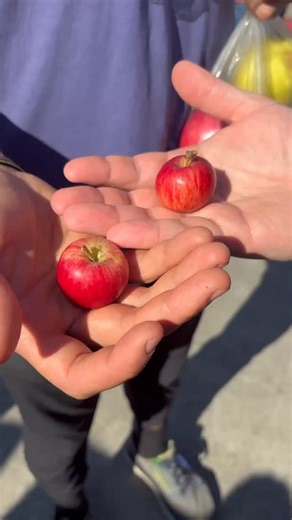 eating tiny little baby apples with @racso_18 and yes that’s an @smartwool sock become wristband | Tiny Little Baby Man