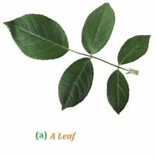 NCERT Solutions for Class 6 Science - Getting to Know Plants