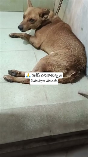 🐕‍🦺Ganesh dog death emotional video |rest in peace Ganesh🐾💔#pets#petlover#rest in peace#ganeshdog