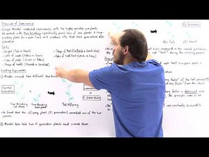 Mendel's Law of Dominance