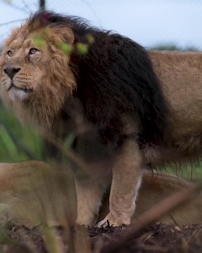 62K views · 2K reactions |  NEW ANIMAL EXPERIENCES... ARE NOW LIVE  Get CLOSER than ever before to the INCREDIBLE animals at the zoo with our brand NEW experiences... Breakfast with the lions 女 Elephant herd hosedown  Close up with cool chameleons 年年 Beautiful bugs & butterflies 曆 Breakfast with Beni 憐 And so, so much more! | Chester Zoo | Facebook