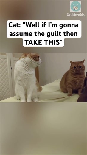 Cats look like loaf of bread 🥰
