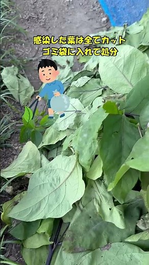 《秋ナスうどん粉病感染》 #家庭菜園 感染拡大するので葉をカット！＃美味しい秋ナスまだ食べたい！無農薬栽培＃shorts