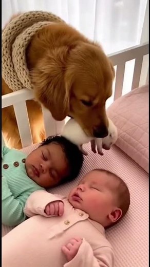 Golden Retriever Puts Puppy in Baby’s Crib — CUTEST THING EVER!