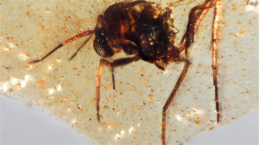 Scientists Just Found South America’s First Amber-Preserved Insects—and They’re Stunning