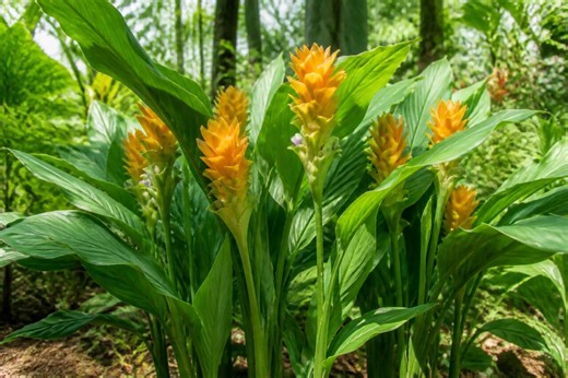 Curcuma longa : culture, entretien et bienfaits de cette plante épicée