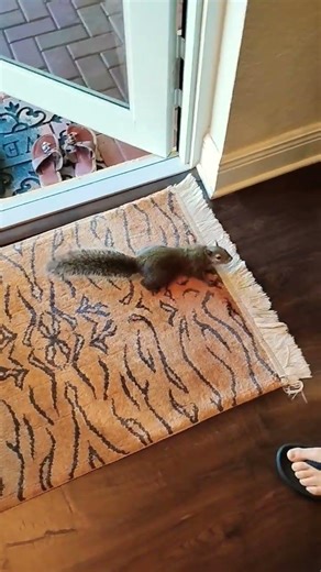 Squirrels Like Bittersweet Surrender. #squirrel #squirrels #pets #bigheadtodd #music