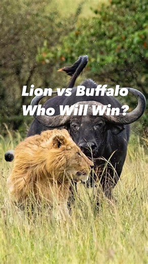 3.6K views · 52 reactions | Follow IG @bigcatsnamibia Now! Clash on...