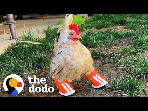 Tiny Chicken Learns To Walk By Wearing Boots | The Dodo