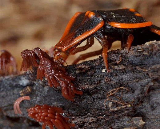 Why the Trilobite Beetle Looks Like It Crawled Out of Prehistoric Times