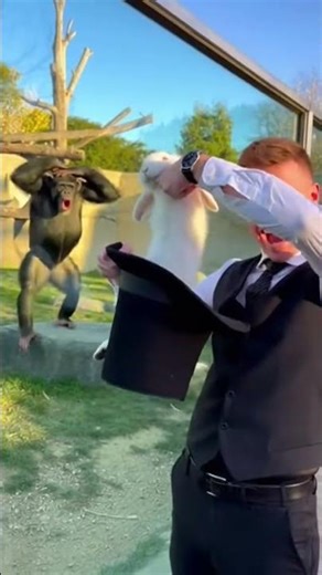 Chimpanzee SHOCKED by Magic Rabbit Trick 😱🦍🐰 #gorilla #viral #animals