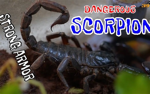 最美丽的动物镜头——蝎子【scorpion】