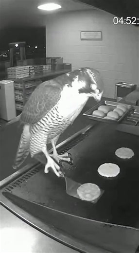 The pigeon is at the cooking duty 😨🤯😱 #horror #creepy #pigeontok #cctv #fyppppppppppppppppppppp