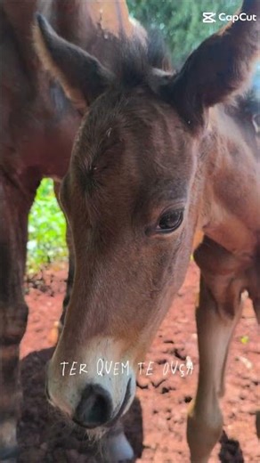meu xodó ❤️‍🩹😍