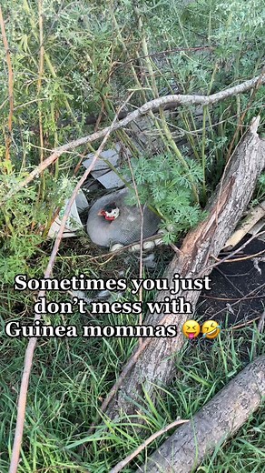 ChakraChickens on TikTok