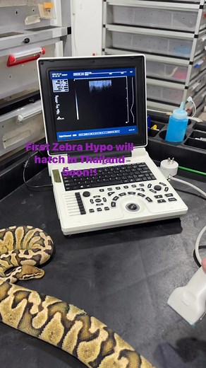 11K views · 46 reactions | Zebra มอฟที่ สมกับ ชื่อด้วยลวดลายทีเหมือนน้องม้าลาย ใน สวนสัตว์ | Sexy Ball Python | Facebook