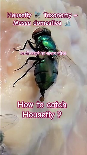 Housefly Scientific Name & Taxonomy 🪰 | Musca domestica Classification | How to catch Housefly 😂✅💯