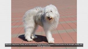 Top 10 Facts About the South Russian Ovcharka