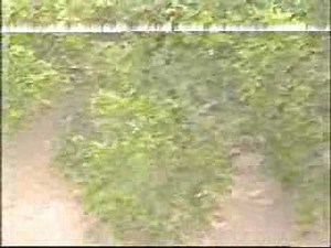 Rescue 911 - "Church Bus"