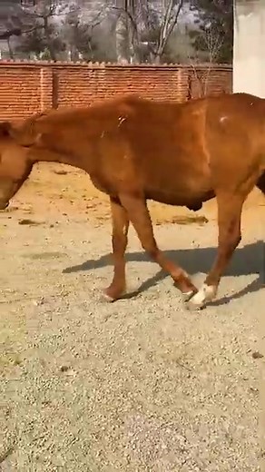 Beautiful pretty beautiful horse cute beautiful pretty horses 344 🩷 | Horse Tales