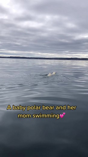 Baby Polar Bear and Mom Swimming - So Adorable!