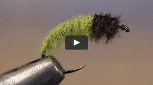 Caddis Larva