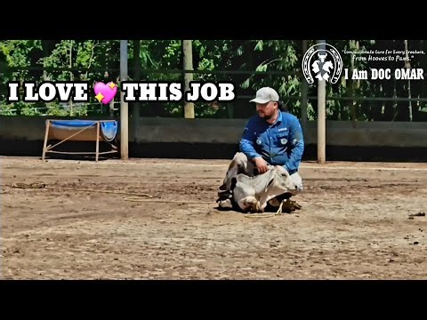 How I Properly Rope and Restrain a Calf for Safe and Effective Treatment