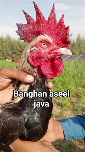 Banghan aseel java #Banghan #aseel #java #murgchana #aseelmurga #eggproduction #pigeon #chicken