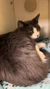 Find more information about our adoption process and available cats on our website: lowellhumanesociety.org⁣ ⁣ we are open Tuesday-Sunday 12-4 •Lowell Humane Society is a licensed rescue organization located in Lowell, Massachusetts —license # 0233 #adopt #adoptdontshop #lowellhumanesociety #cats #catsofinstagram | Lowell Humane Society