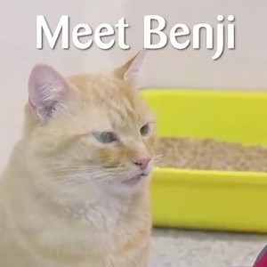 Gorgeous Benji was left outside Cats Protection Harrow Homing Centre in the middle of the day. Unfortunately this is not a one-off occurrence and although our waiting lists for cats in need are growing longer by the day, we also have to ensure abandoned cats like Benji have somewhere that #FeelsLikeHome. Find out more on our blog: https://bit.ly/BenjiHarrow or donate below to help us care for more cats like Benji. | Cats Protection