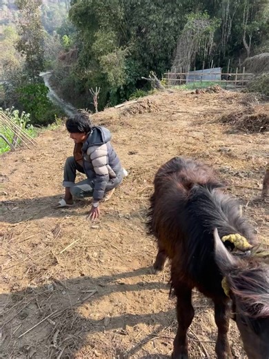 Nepali Comedy Highlights from TikTok Live