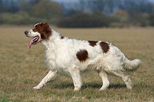 Irish Red and White Setter - Alchetron, the free social encyclopedia