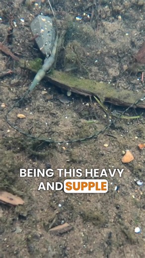 33K views · 352 reactions | 朗NEW PRODUCTS - These tackle items will be hitting shops this June! | Fox International | Facebook