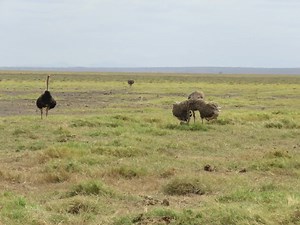 Hey fam, its #FunFactFriday Here's a little fun story about the Ostriches * Being the largest birds species on the planet, their size and imposing stature is not just one of the most peculiar things about them. Their reproductive behavior brings out another interesting fun fact about these creatures. Did you know that during the mating season, to attract a female ostrich, the male Ostrich will perform a little dance -bringing out his black and white wings?. If the female gets wowed, it will then